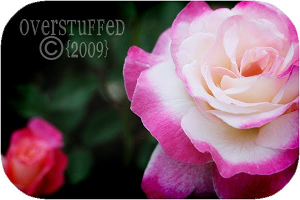 IMG_2106+Butchart+Gardens+pink+roses+web.jpg