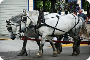 Horses on Mackinac Island