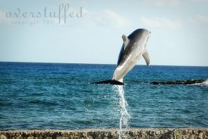 Dolphin at costa maya port
