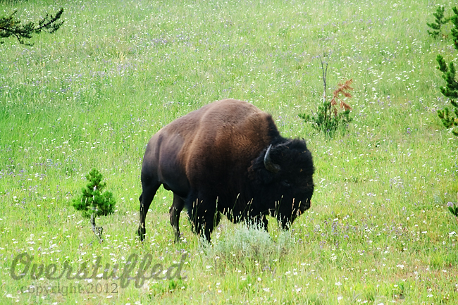 Driving through Wyoming: Devil’s Tower and Yellowstone